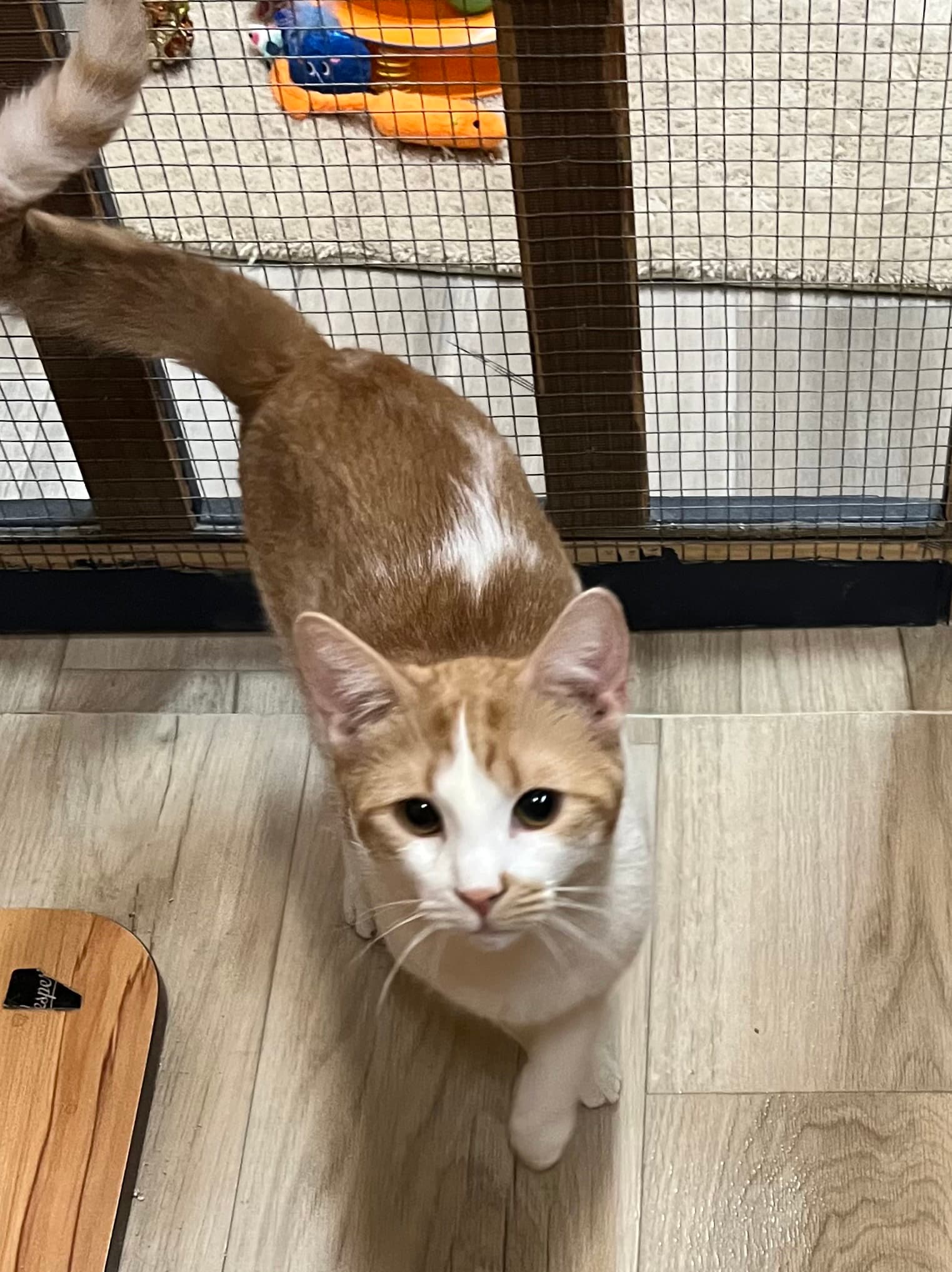 Dallas - Domestic Short Hair