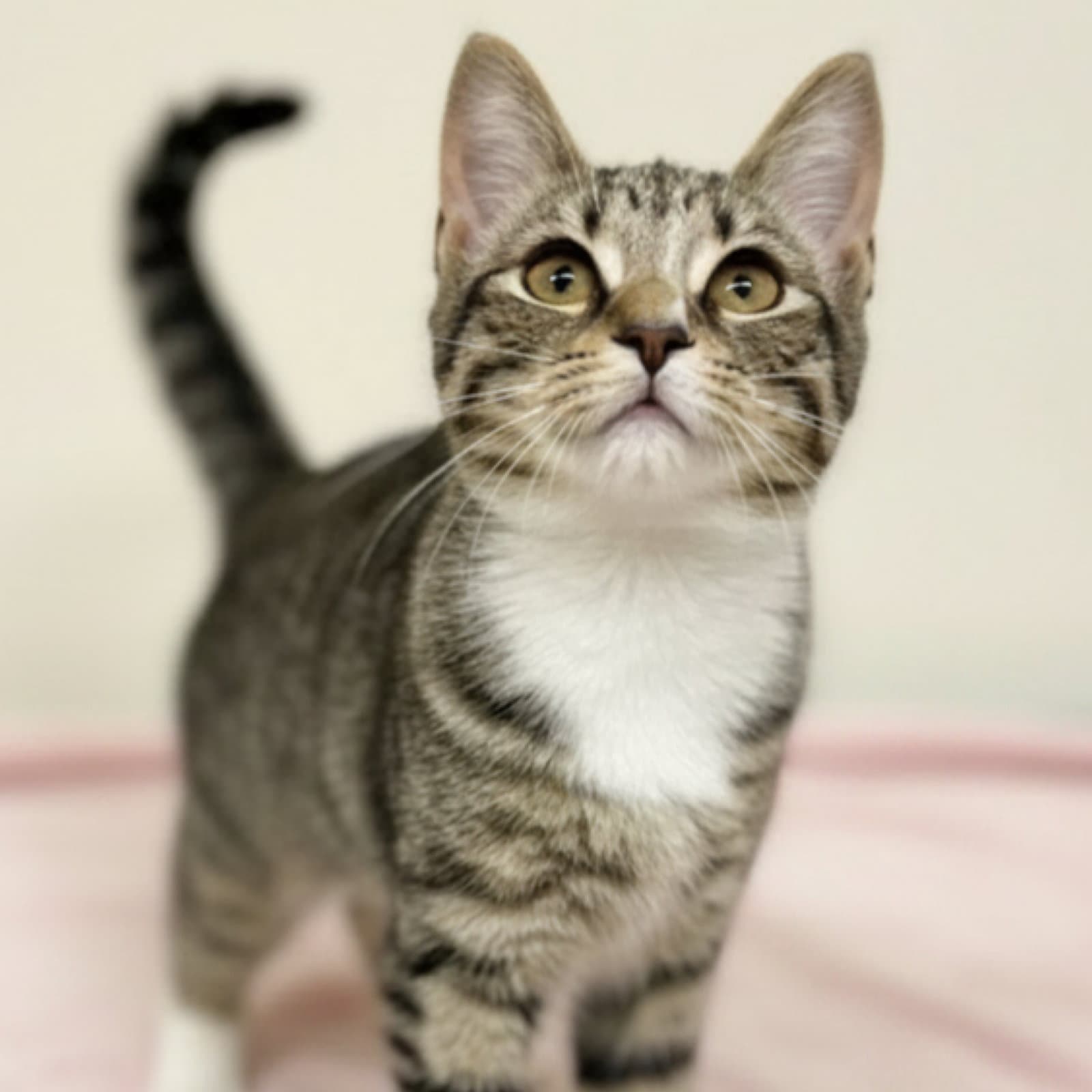 Alice - Domestic Short Hair