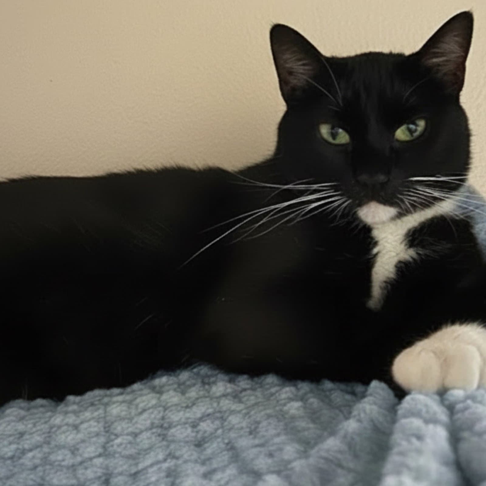 Stash - Domestic Short Hair