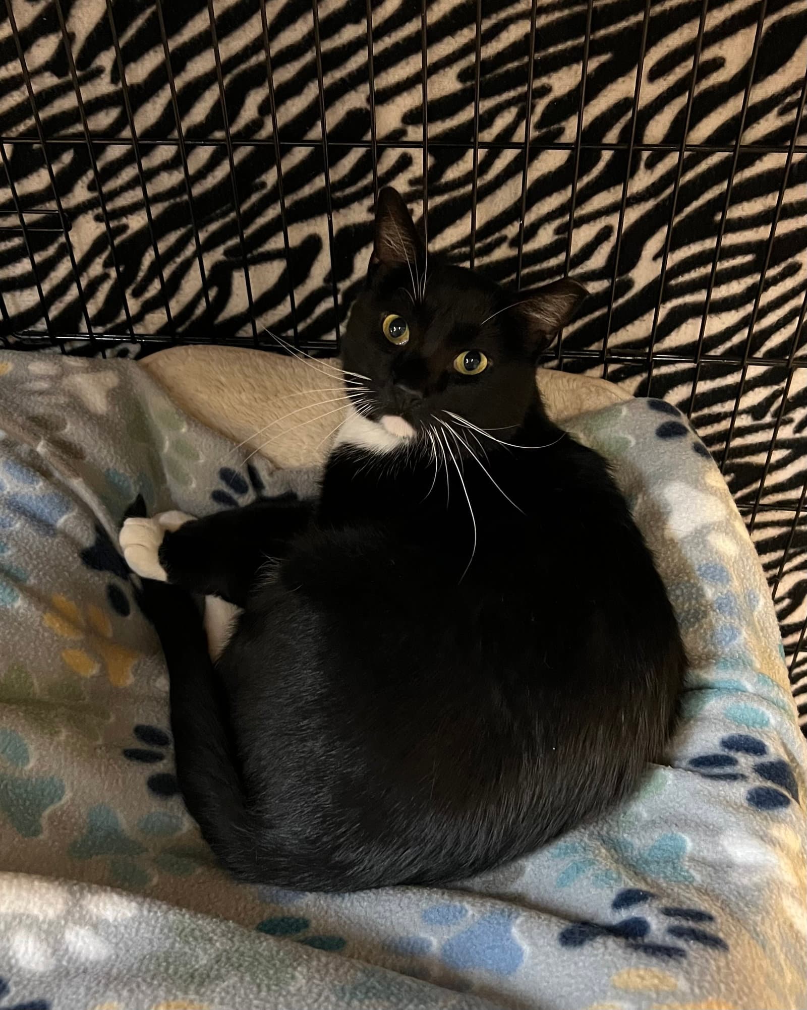 Stash - Domestic Short Hair