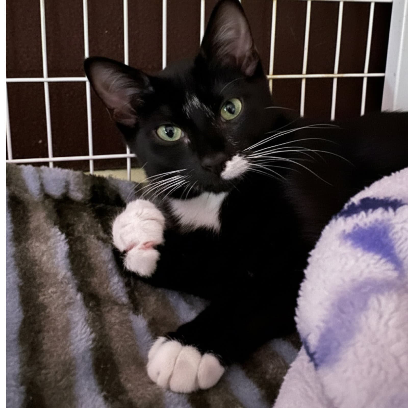 Cleo - Domestic Short Hair