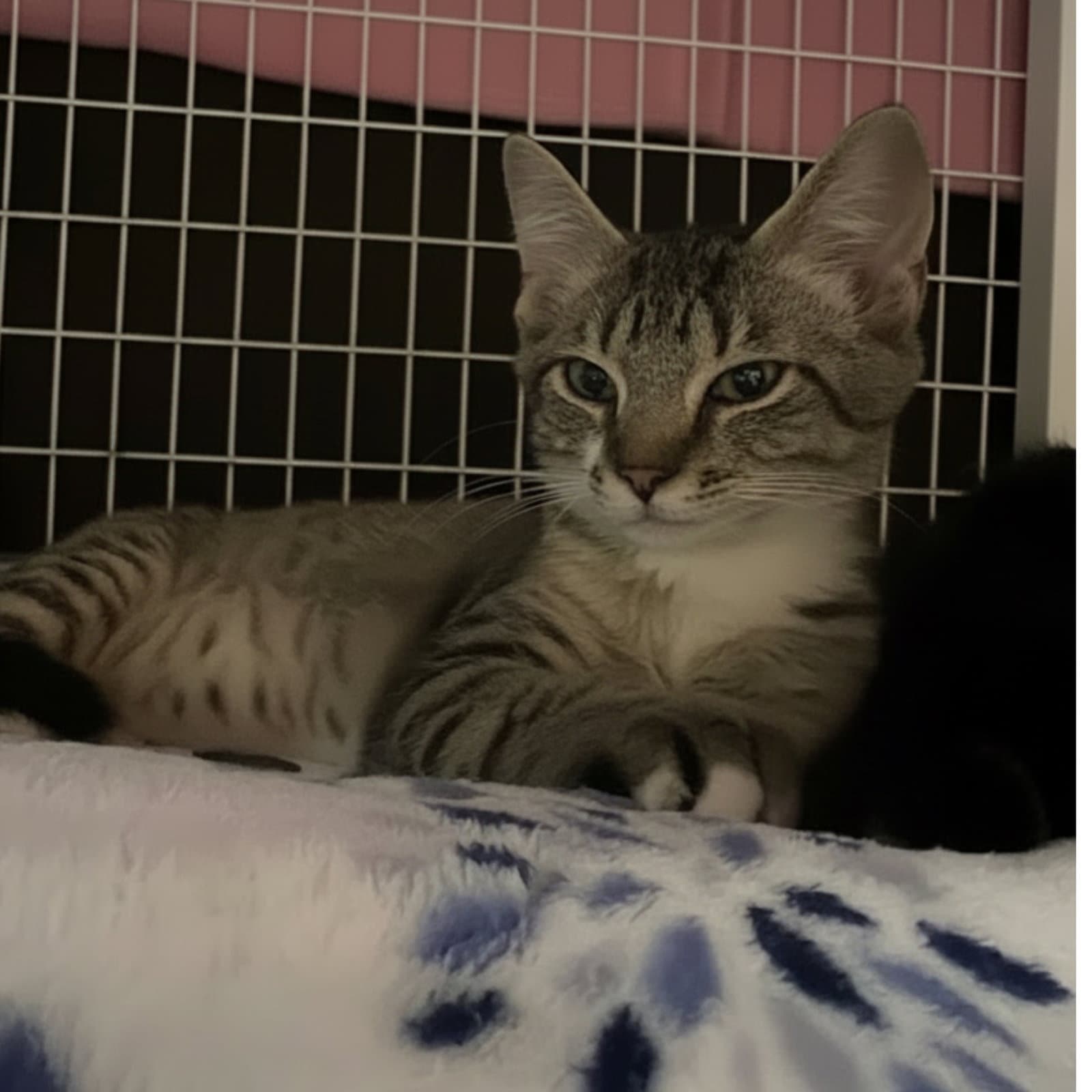 Beans - Domestic Short Hair