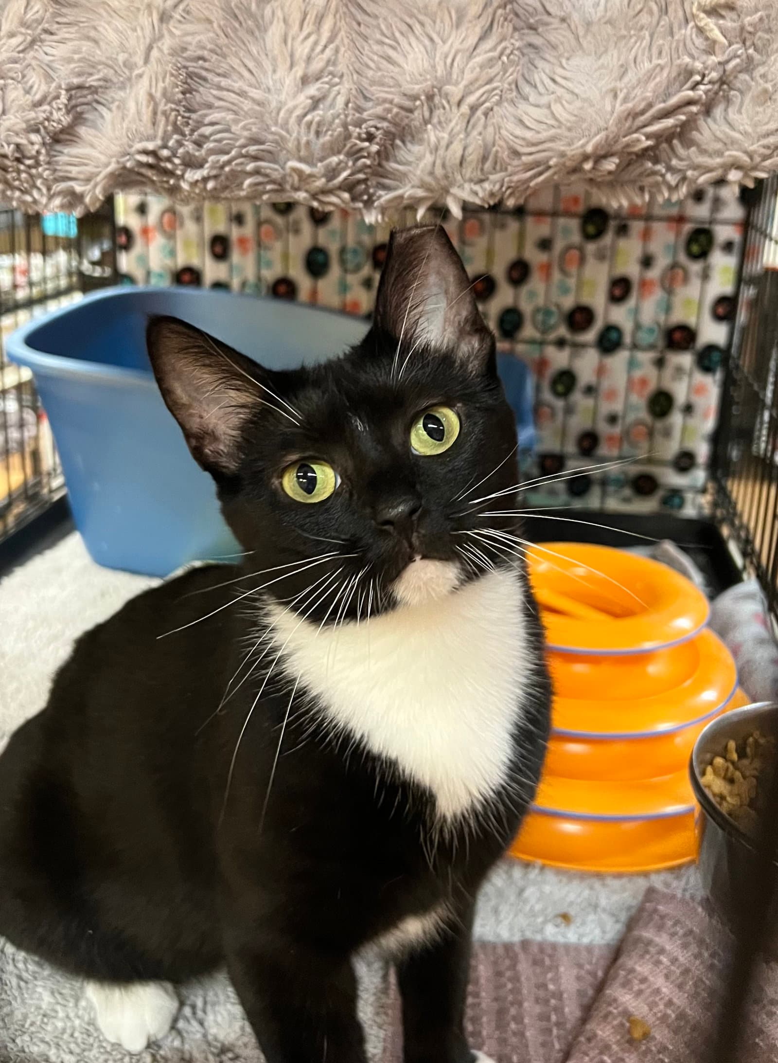 Wanda Rose - Domestic Short Hair