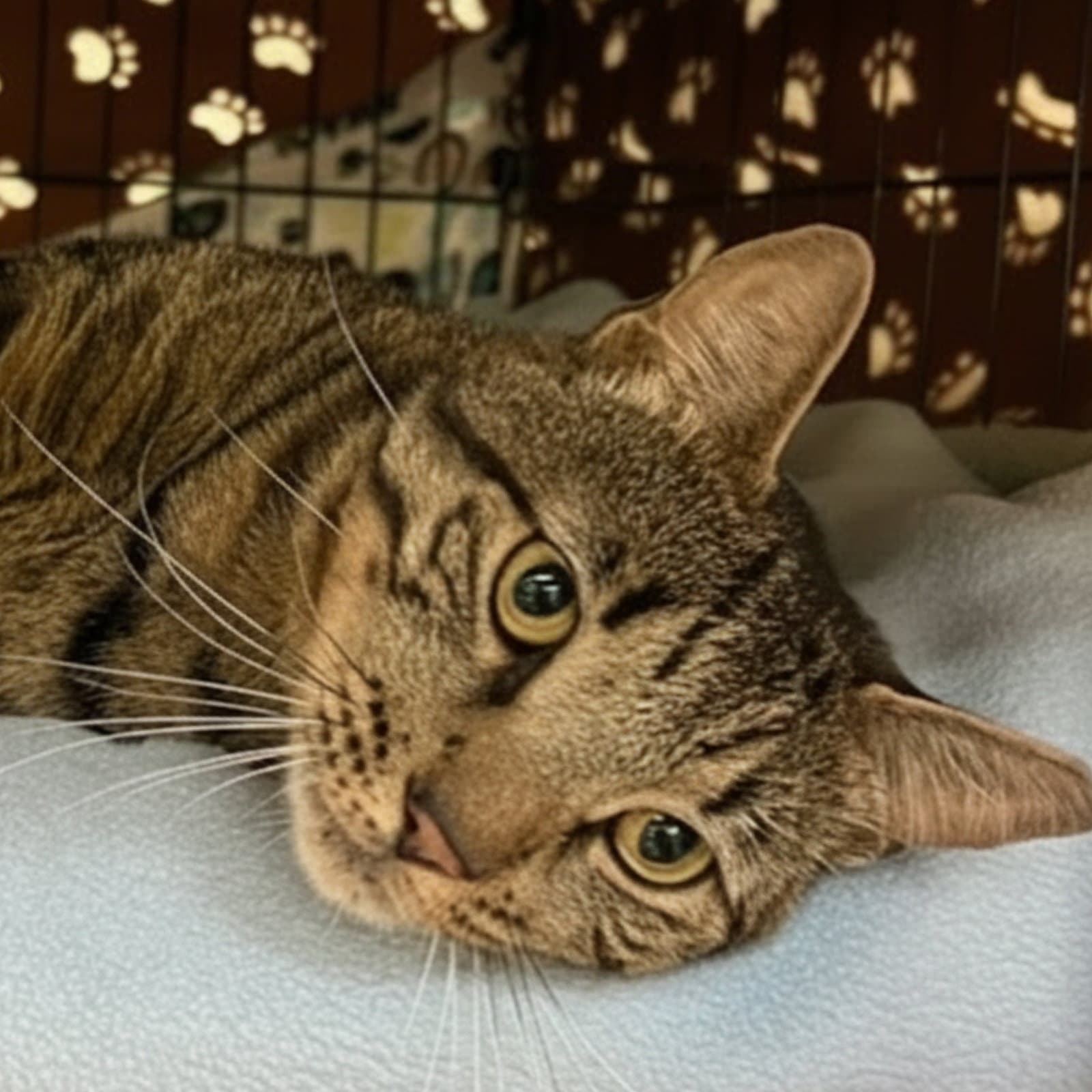 Tigger - Domestic Short Hair