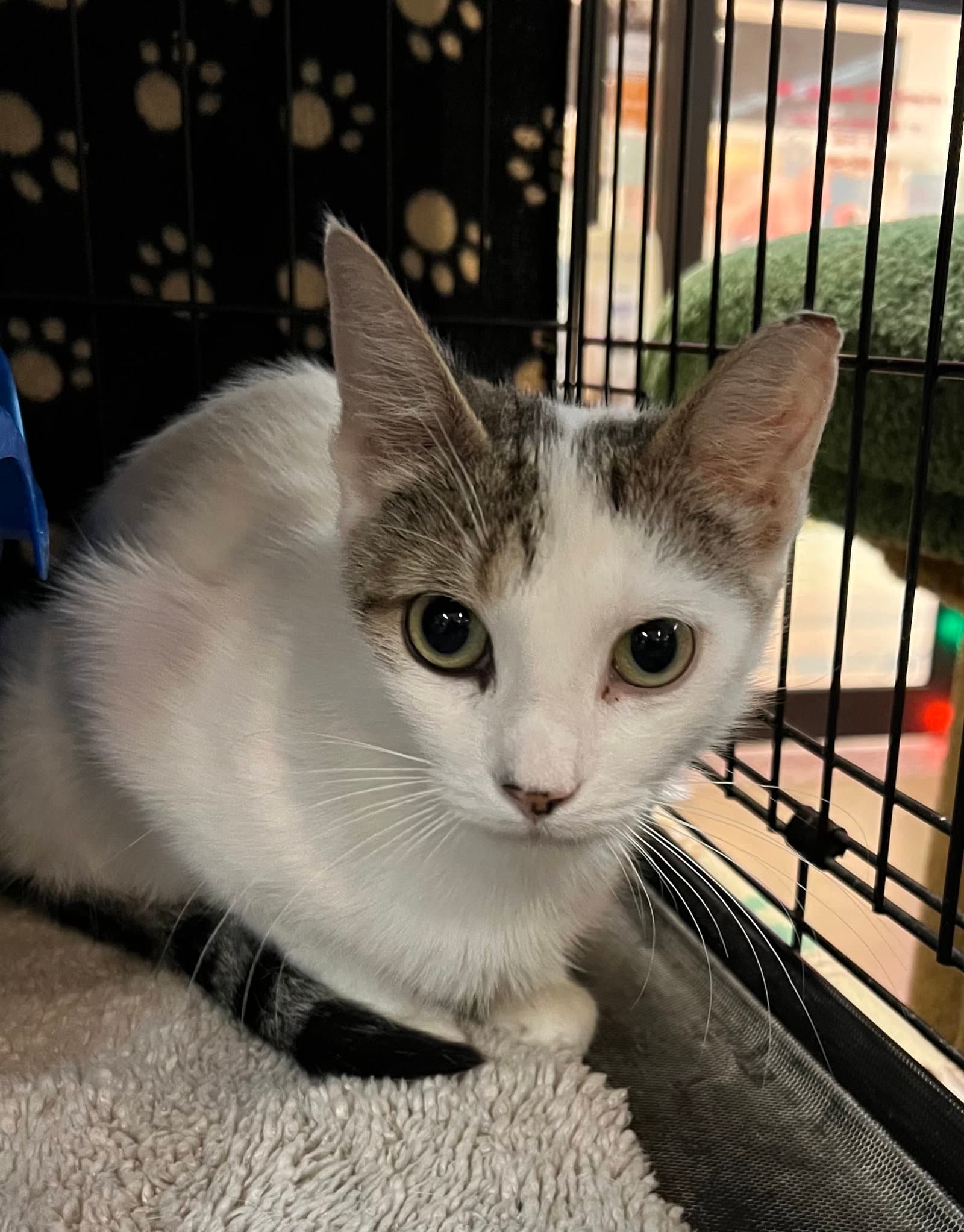 Belle - Domestic Short Hair