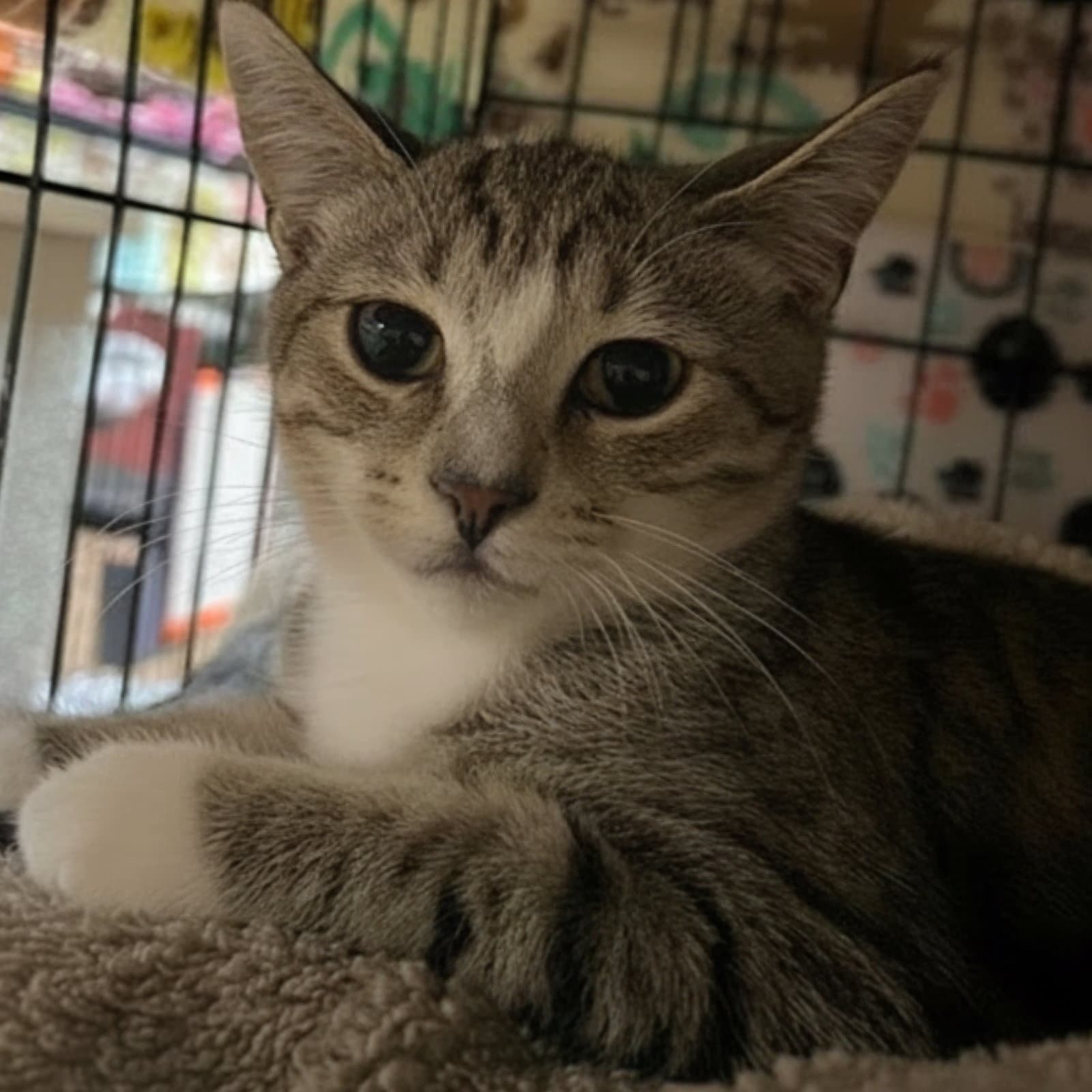 Lonnie - Domestic Short Hair