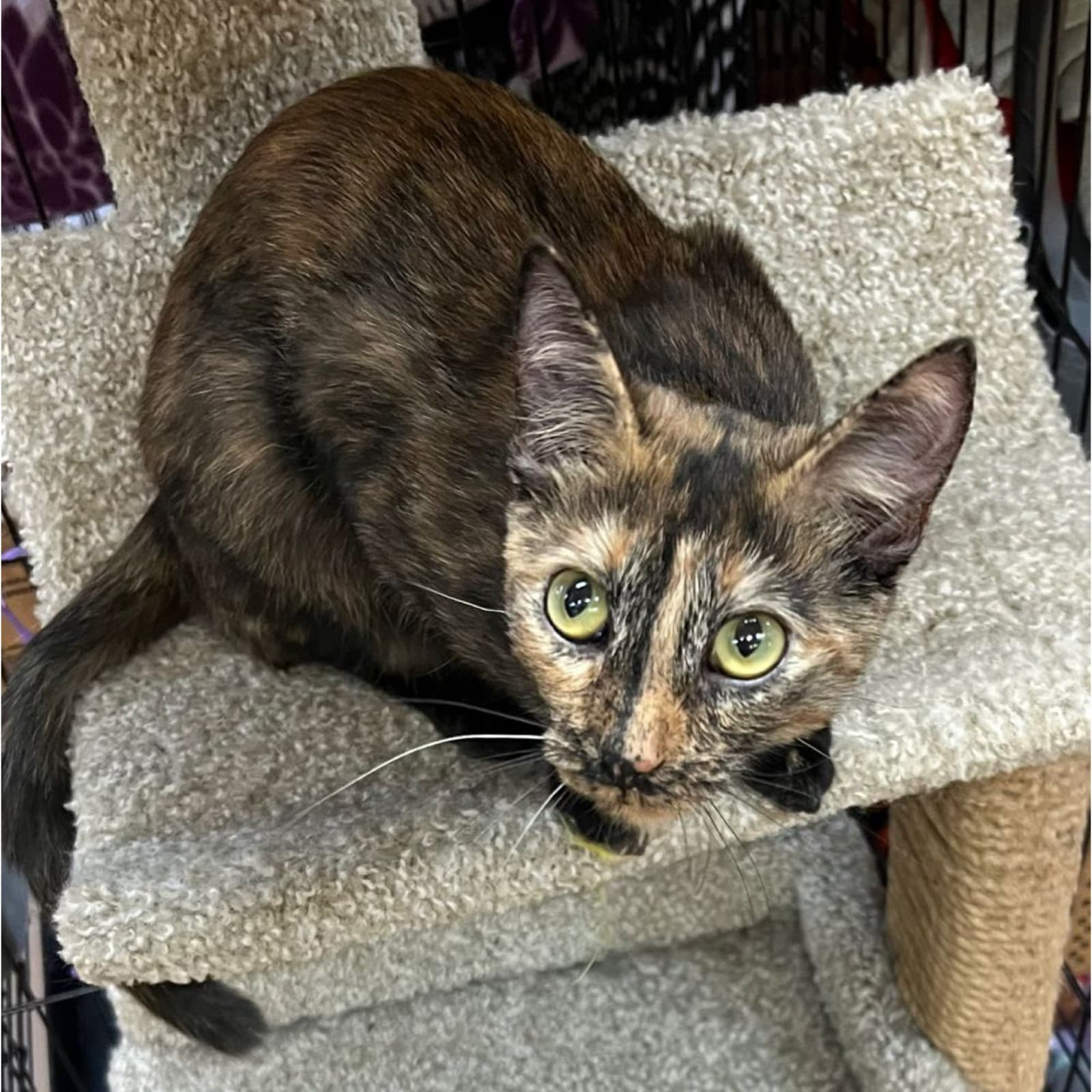 Madonna - Domestic Short Hair