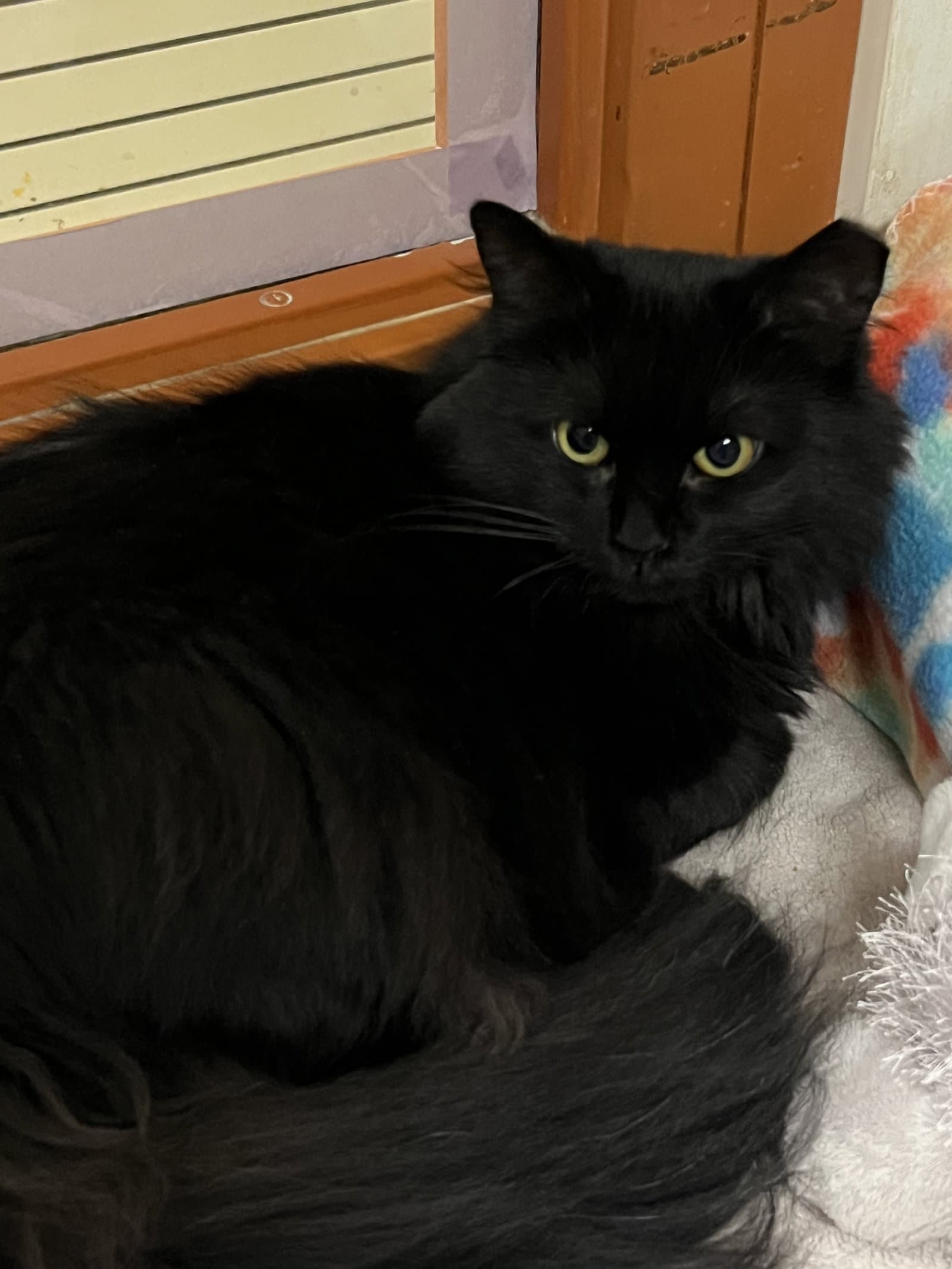 Lucy - Domestic Short Hair
