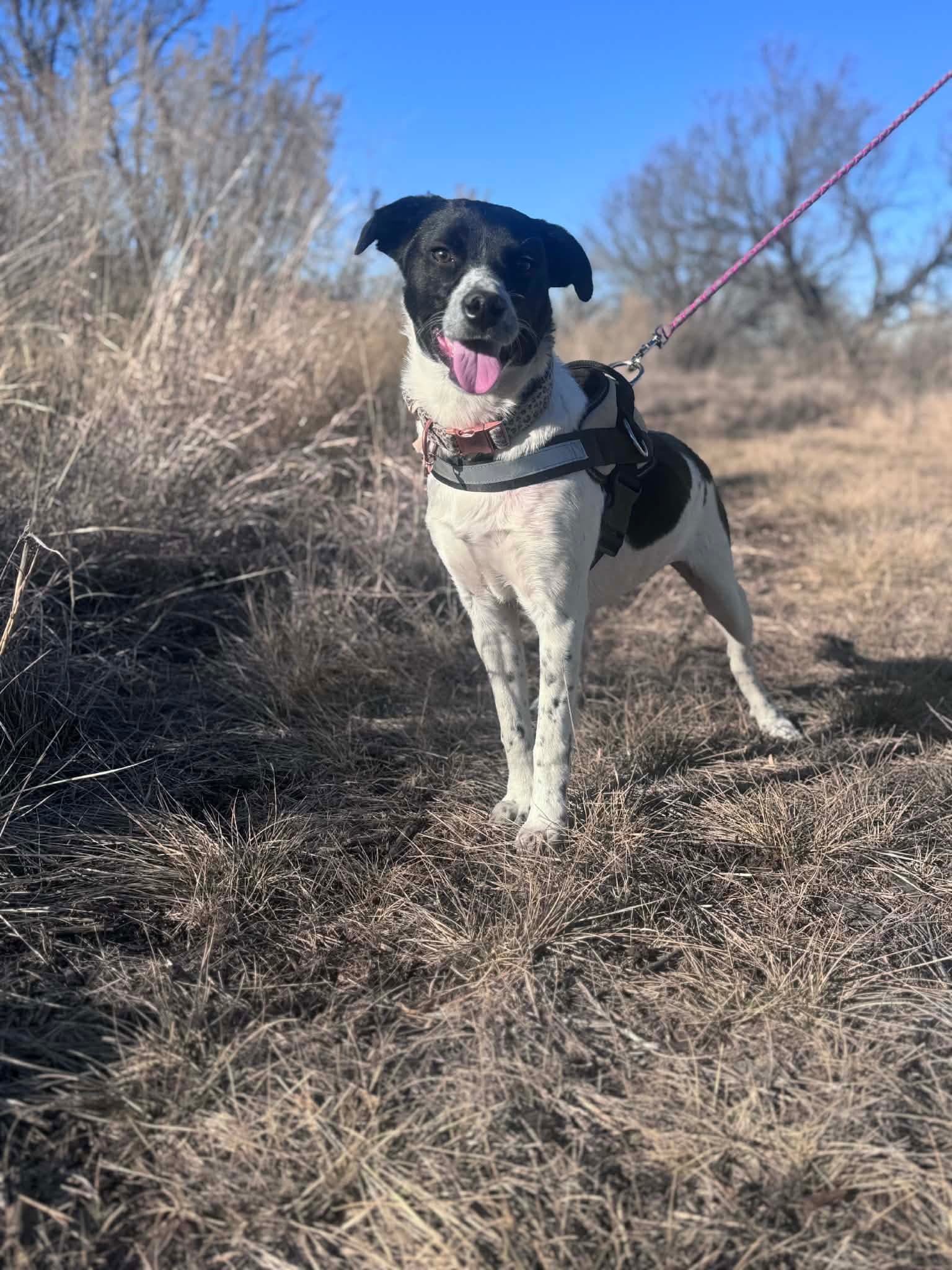 Cookie - Spaniel