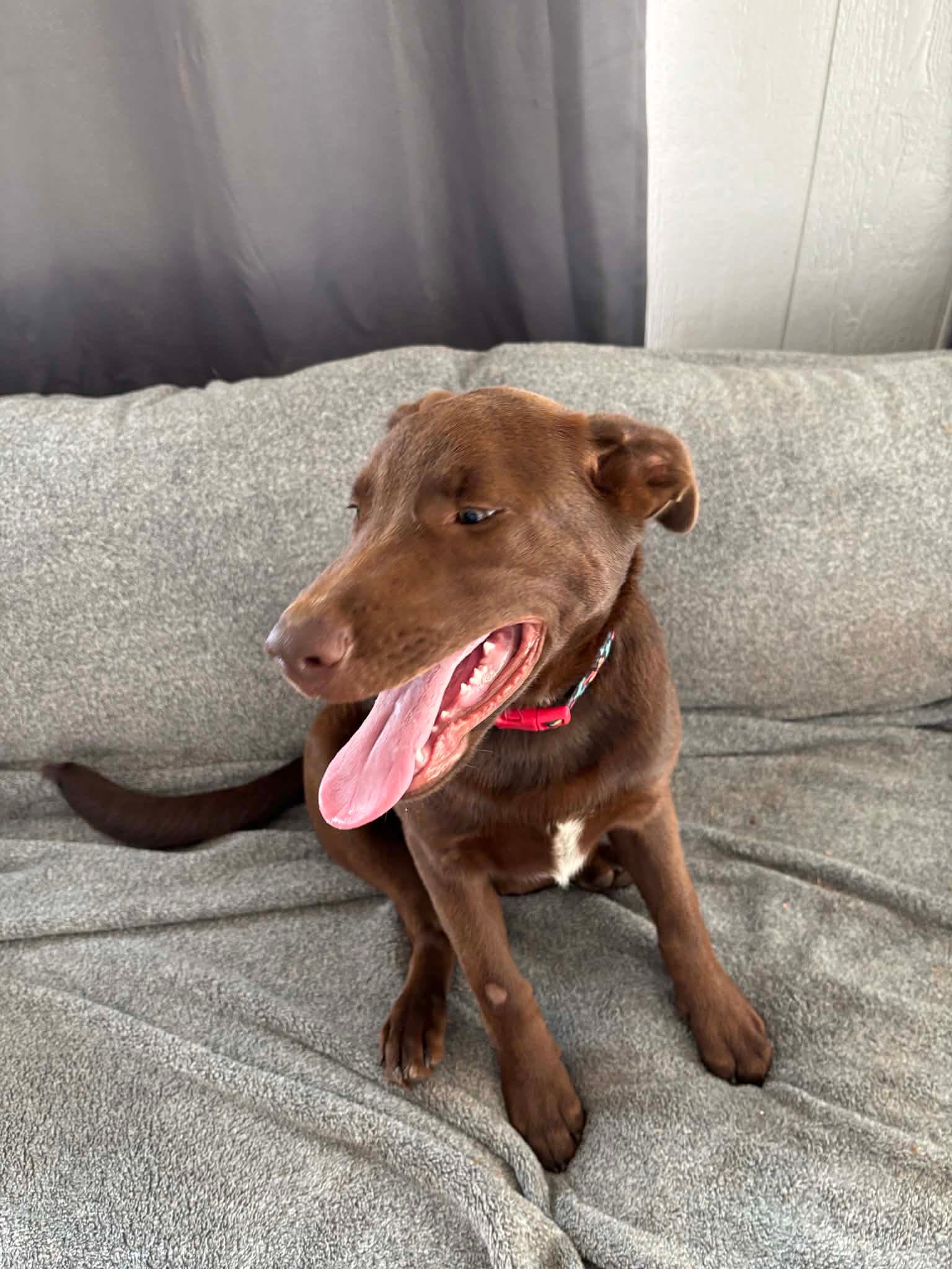 Dakota - Chocolate Labrador Retriever