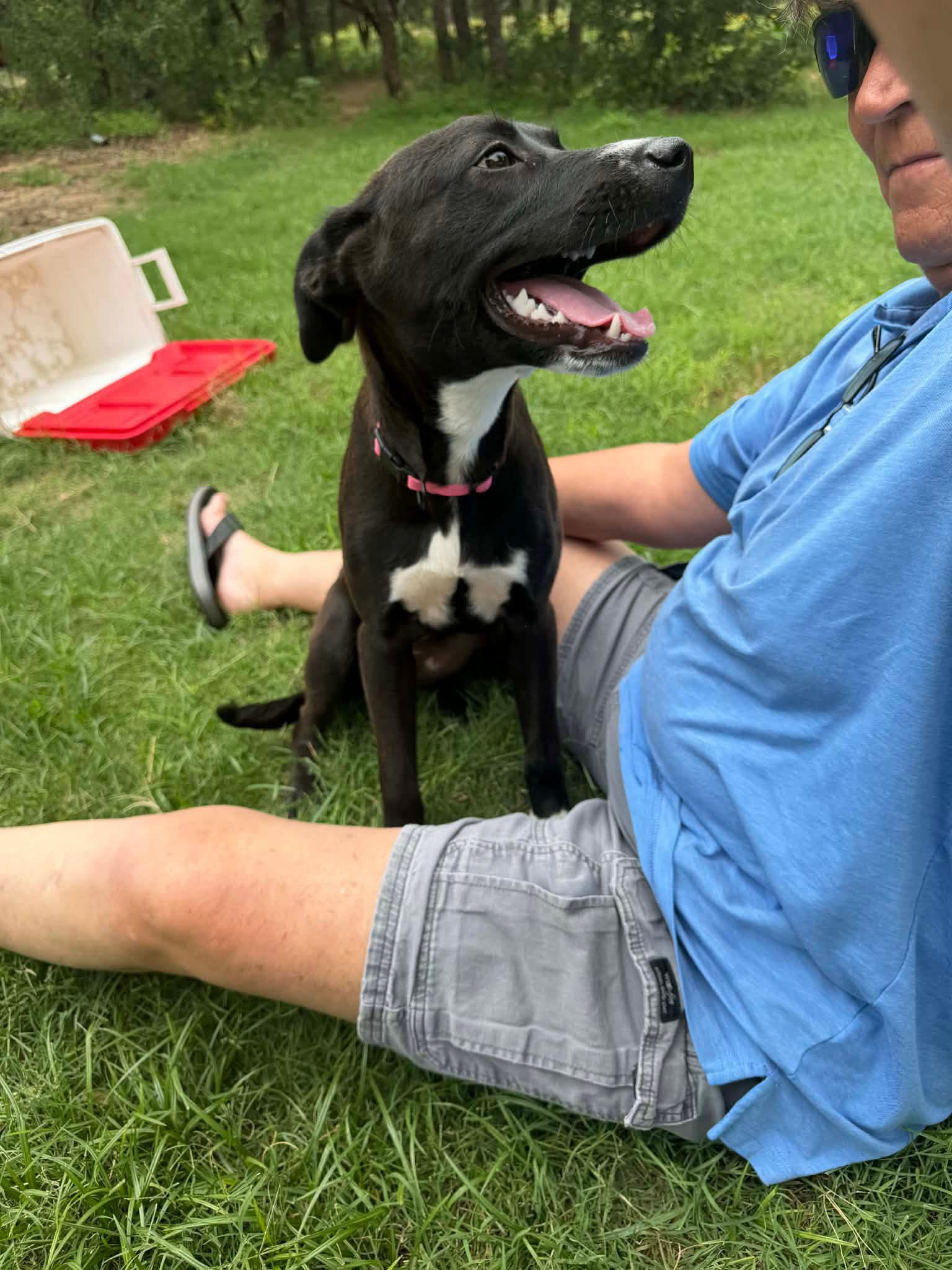 Dolly - Labrador Retriever
