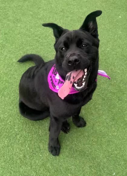 Osita - Black Labrador Retriever
