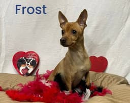 Frost image 1