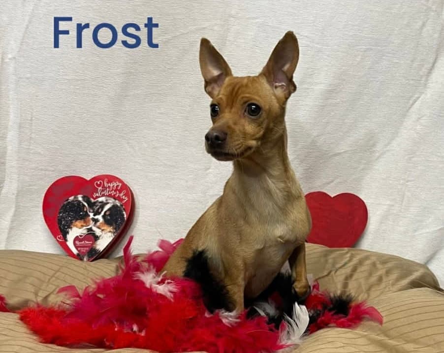 Frost