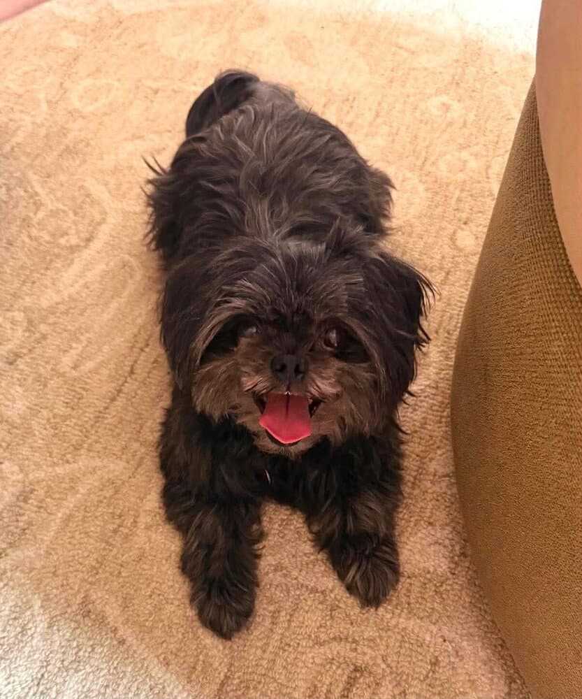 Paris - Shih Tzu