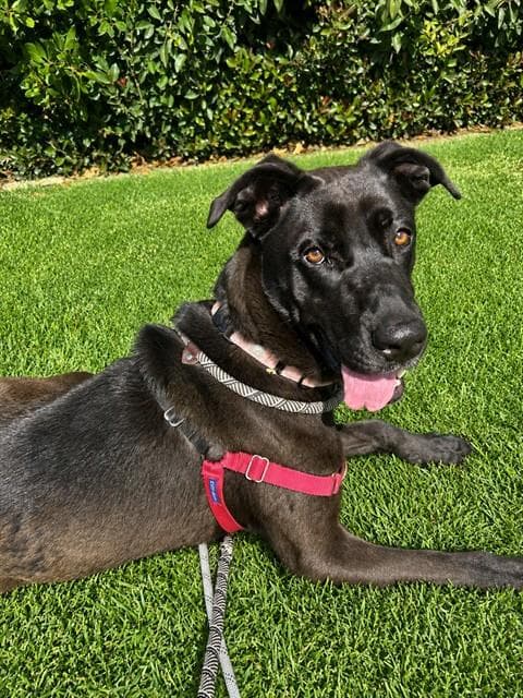 Nova - Cane Corso Mastiff