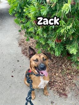 Zack image 1
