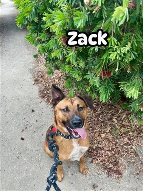 Zack - Australian Kelpie