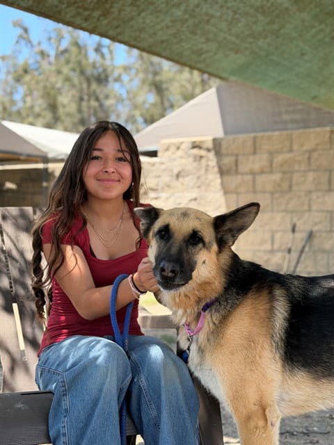 Suzie - German Shepherd Dog