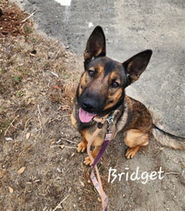 Bridgette - Australian Shepherd