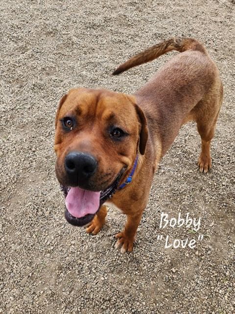 Bobby - Mastiff