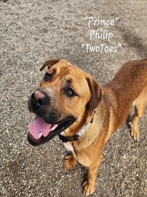 Philip - Mastiff