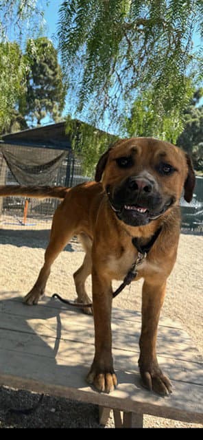 Philip - Rottweiler