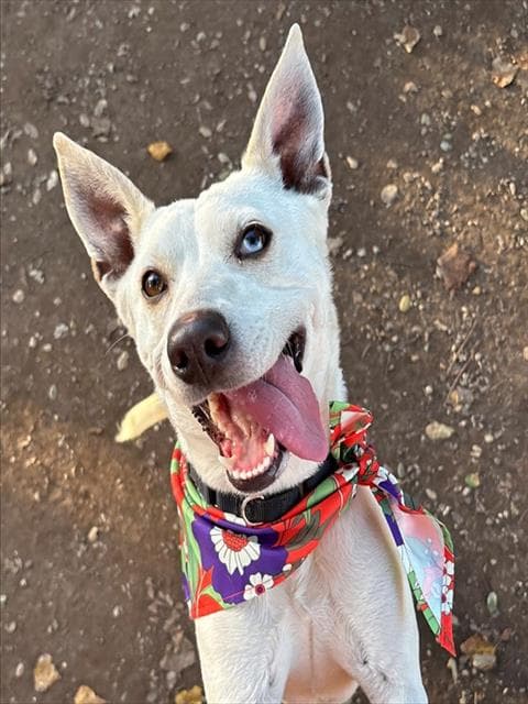Princess - Queensland Heeler