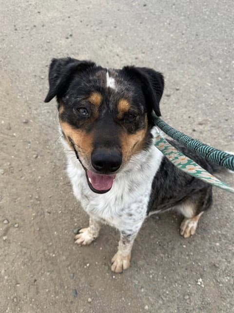 Jordan - Australian Shepherd
