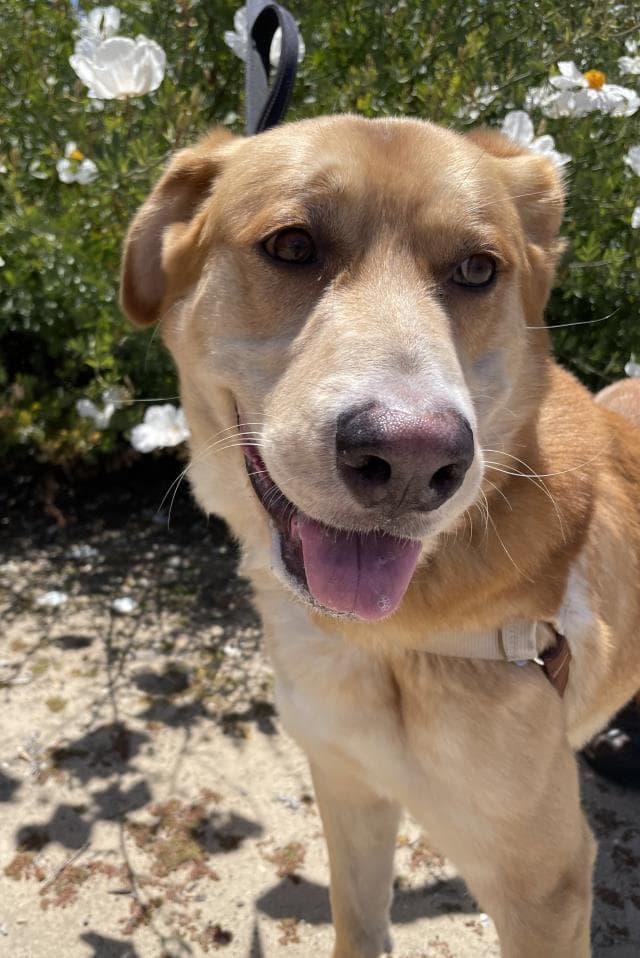 Bombon - Labrador Retriever
