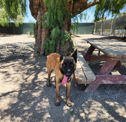 Seo - Belgian Shepherd Malinois