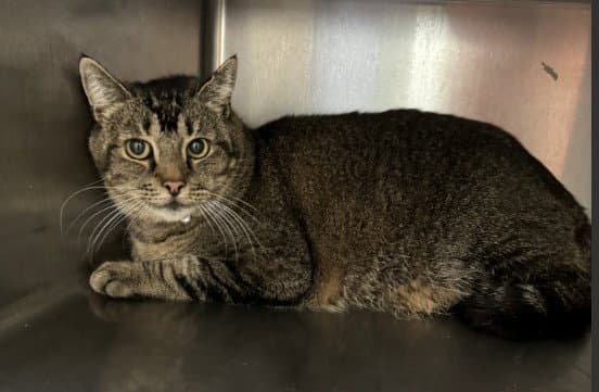 Grey - Domestic Short Hair