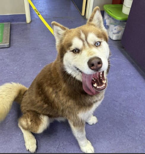 Chase - Siberian Husky