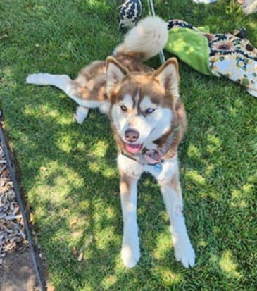 Chase - Siberian Husky