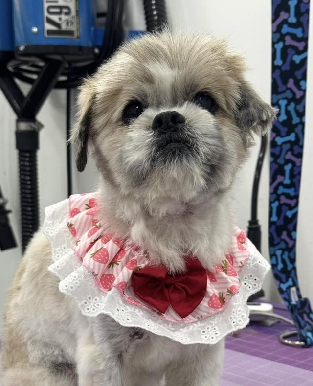 Martha - Shih Tzu
