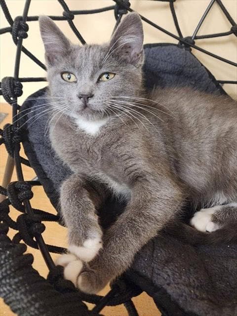 Pontoon - Domestic Short Hair