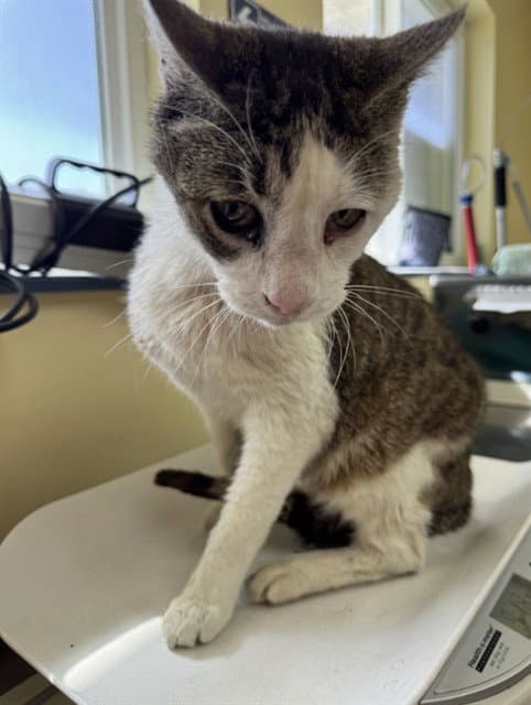 Cookies  Cream - Domestic Short Hair