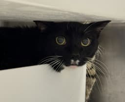 Whiskers image 1