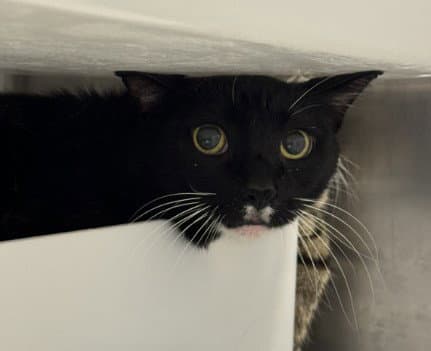 Whiskers - Domestic Short Hair