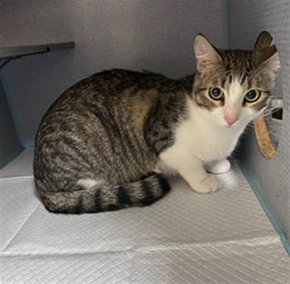 Flash - Domestic Short Hair