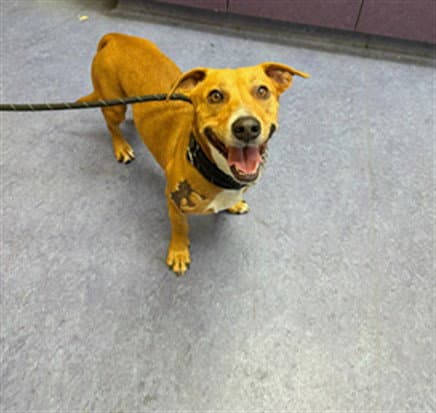 Unknown - Dachshund