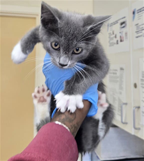 Jujube - Domestic Short Hair