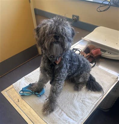Wetzel - Poodle (Miniature)