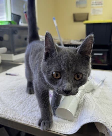 Caviar - Russian Blue