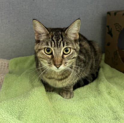 Nutella - Domestic Short Hair