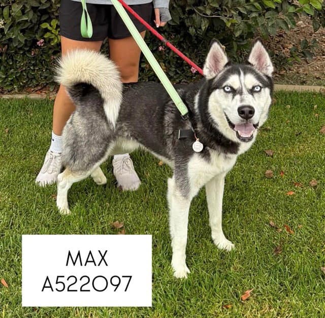Max - Siberian Husky