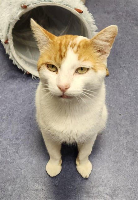 Cheddar - Domestic Short Hair