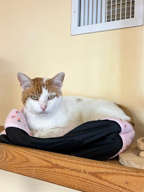 Cheddar - Domestic Short Hair