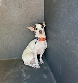 Tootsie image 1