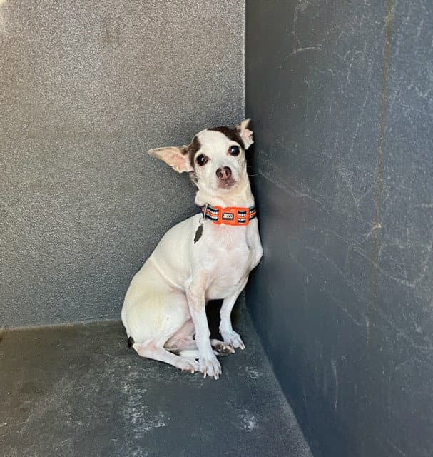 Tootsie - Chihuahua